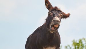 Sarcastic crying donkey