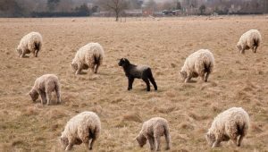 A solitary black sheep stands apart among grazing white sheep, visually symbolizing isolation, contrast, and nonconformity in a field.