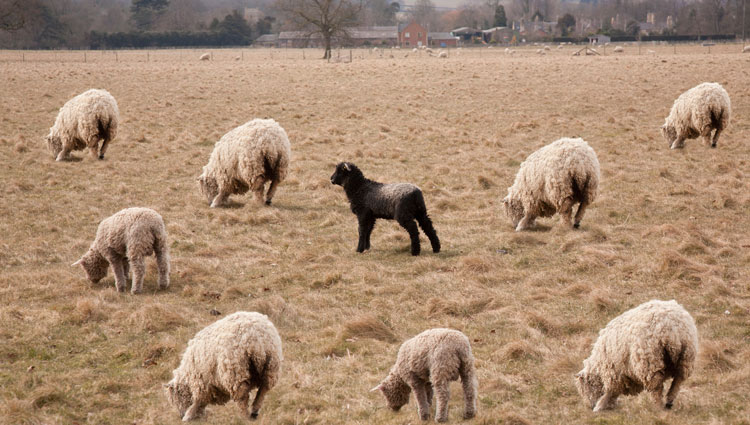 A solitary black sheep stands apart among grazing white sheep, visually symbolizing isolation, contrast, and nonconformity in a field.